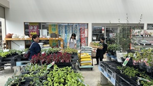 野菜苗購入２