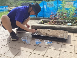 種まき