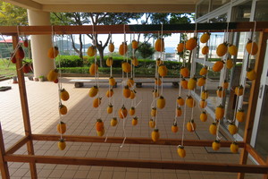 写真７